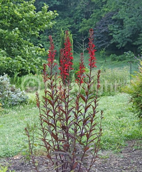 Red blooms; Deciduous; North American Native