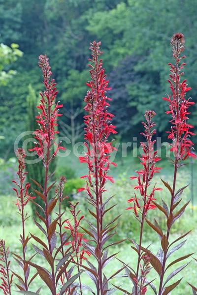 Red blooms; Deciduous; North American Native