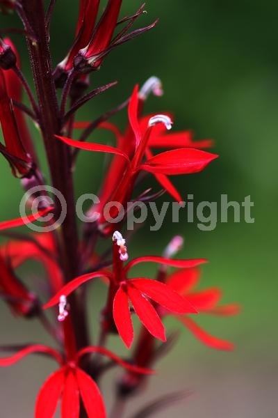 Red blooms; Deciduous; North American Native