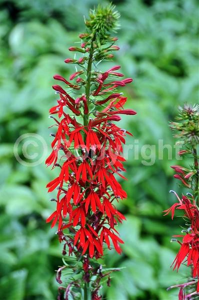 Red blooms; Purple blooms; Deciduous; North American Native