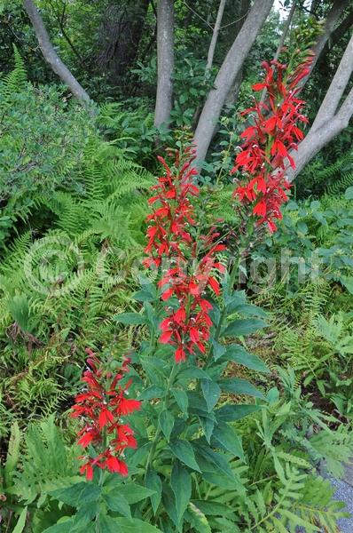 Red blooms; Purple blooms; Deciduous; North American Native