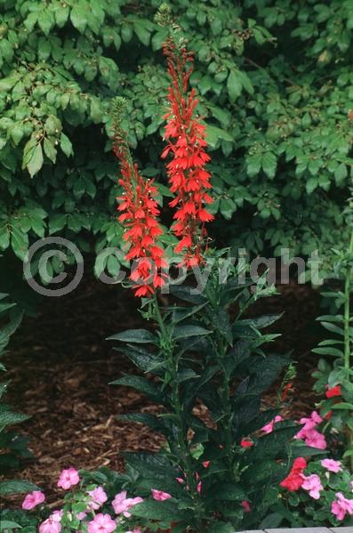 Red blooms; Purple blooms; Deciduous; North American Native