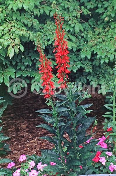 Red blooms; Purple blooms; Deciduous; North American Native