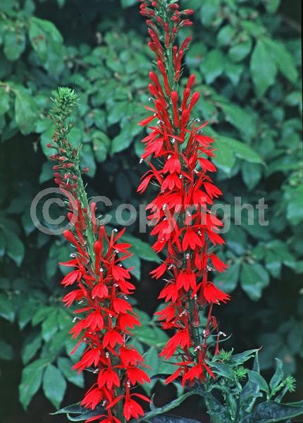 Red blooms; Purple blooms; Deciduous; North American Native