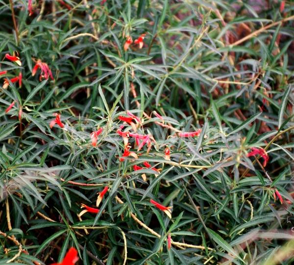 Red blooms; Yellow blooms; North American Native