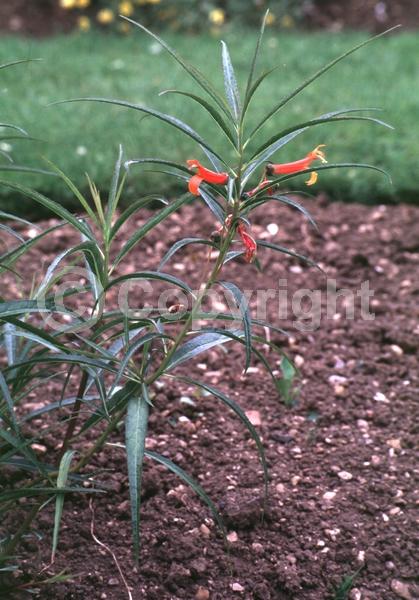 Red blooms; Orange blooms; Yellow blooms; North American Native