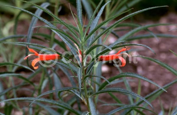 Red blooms; Orange blooms; Yellow blooms; North American Native