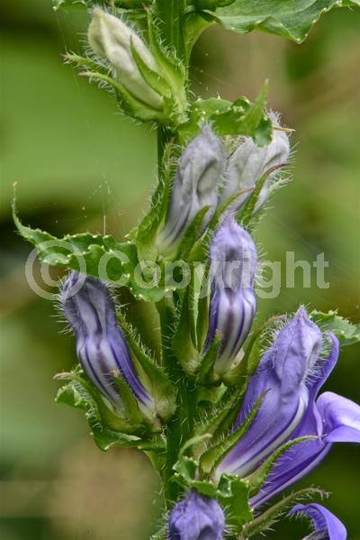 Blue blooms; Deciduous; North American Native