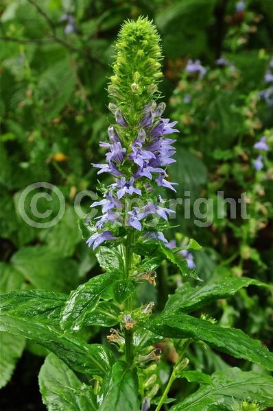 Blue blooms; Deciduous; North American Native