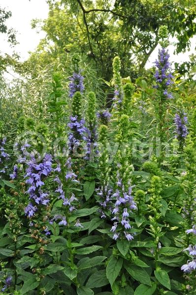 Blue blooms; Deciduous; North American Native