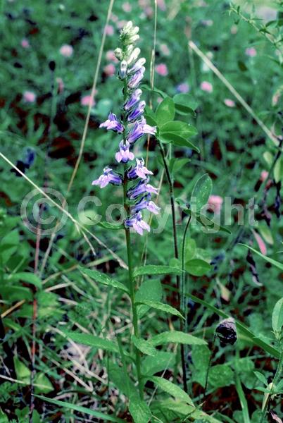 Blue blooms; Deciduous; North American Native