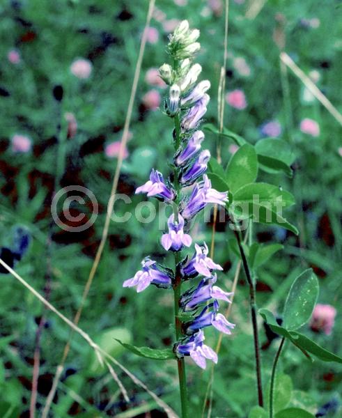 Blue blooms; Deciduous; North American Native