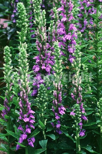 Blue blooms; Deciduous; North American Native