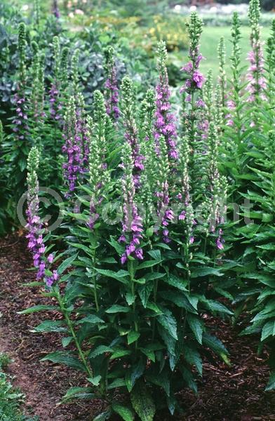 Blue blooms; Deciduous; North American Native