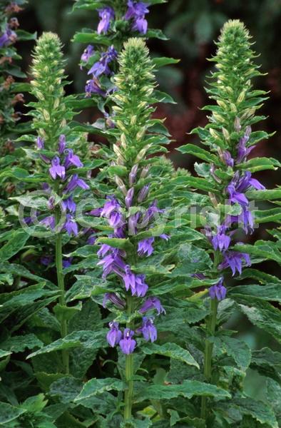 Blue blooms; Deciduous; North American Native