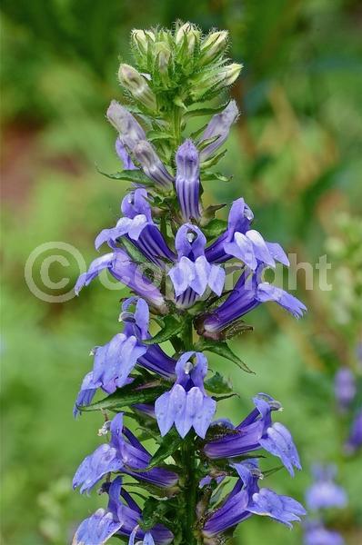 Blue blooms; Deciduous; North American Native