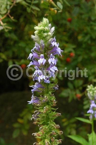 Blue blooms; Deciduous; North American Native