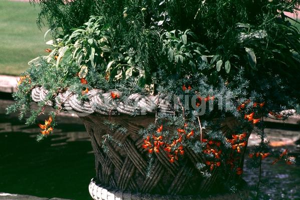 Red blooms; Orange blooms; Purple blooms