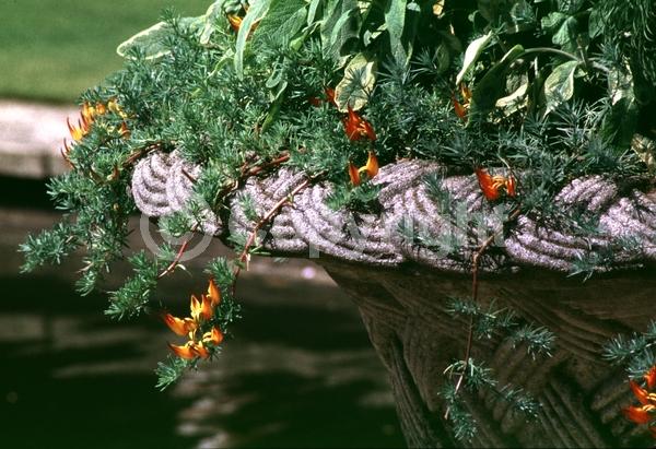 Red blooms; Orange blooms; Purple blooms