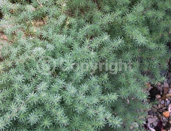 Red blooms; Orange blooms; Yellow blooms; Evergreen; Broadleaf