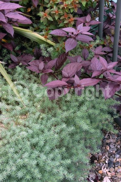 Red blooms; Orange blooms; Yellow blooms; Evergreen; Broadleaf