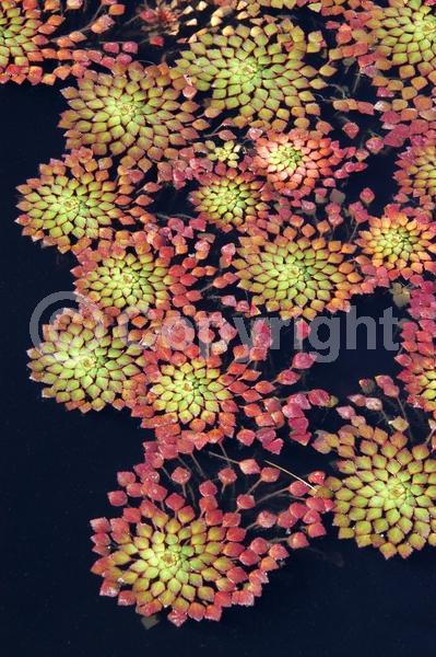 Yellow blooms; Deciduous