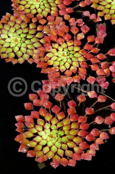 Yellow blooms; Deciduous