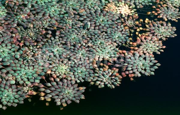 Yellow blooms; Deciduous