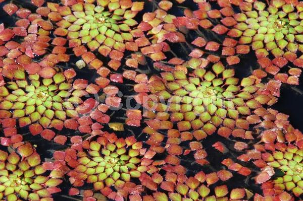 Yellow blooms; Deciduous