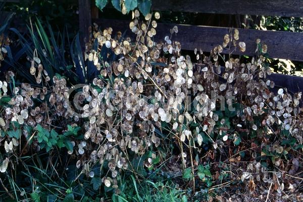 Purple blooms; Pink blooms