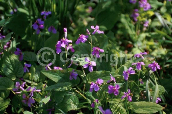 Purple blooms; Pink blooms