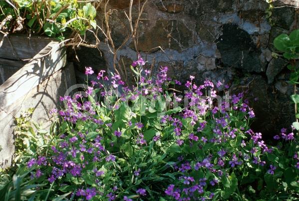 Purple blooms; Pink blooms