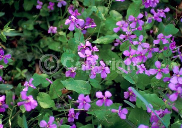 Purple blooms; Pink blooms