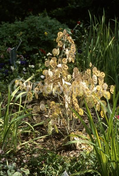 Purple blooms; Pink blooms