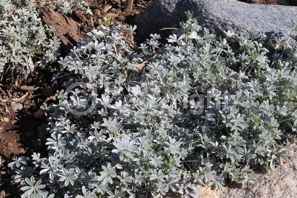 Blue blooms; Purple blooms; Evergreen; North American Native