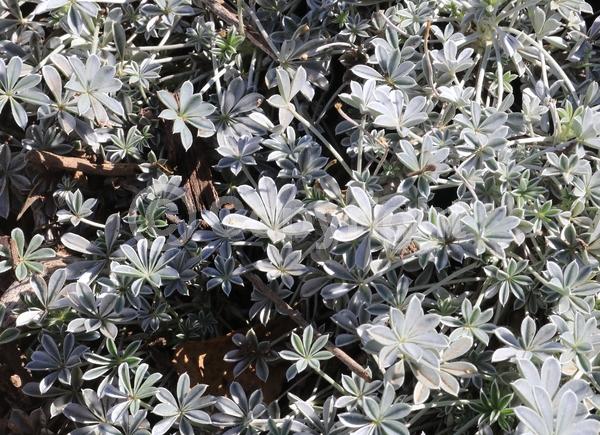 Blue blooms; Purple blooms; Evergreen; North American Native
