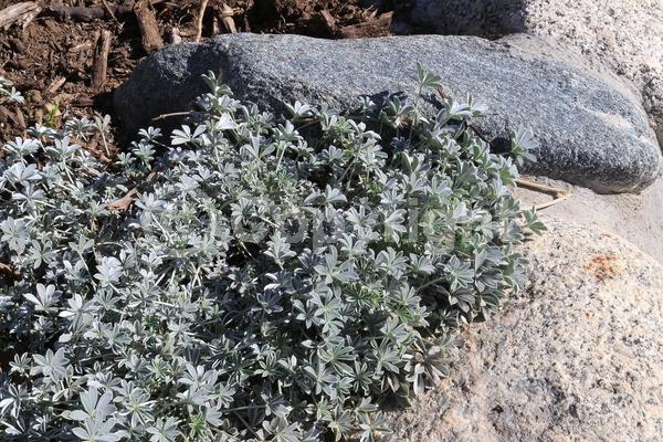Blue blooms; Purple blooms; Evergreen; North American Native
