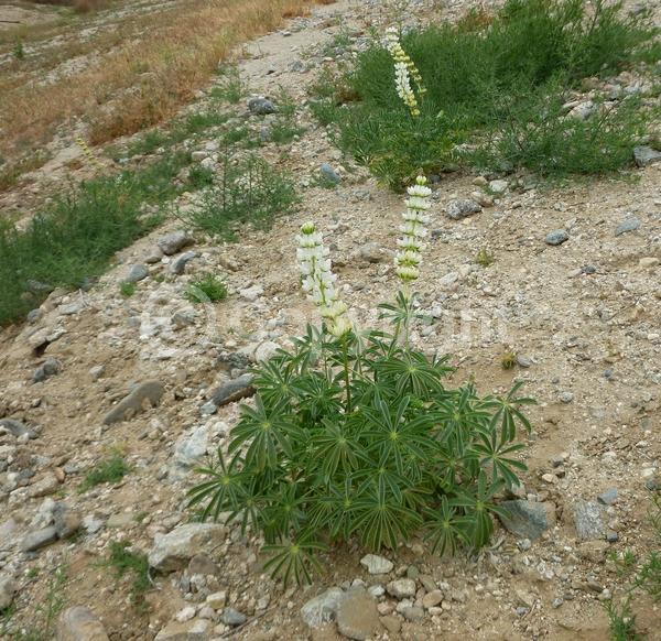White blooms; North American Native