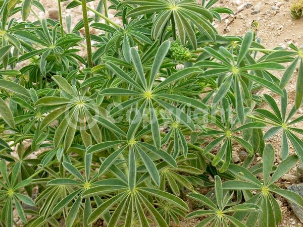 White blooms; North American Native