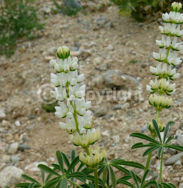 White blooms; North American Native