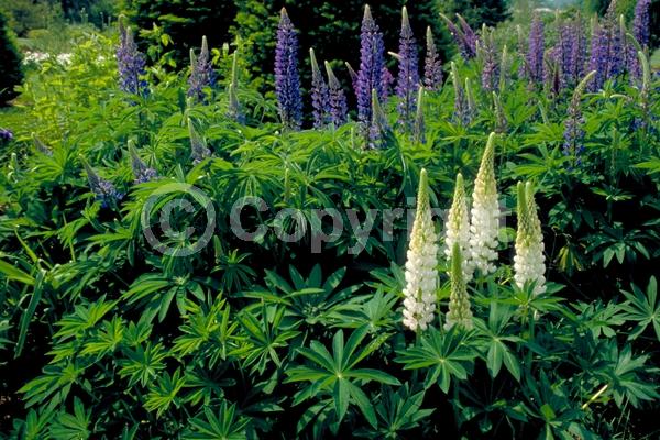 Red blooms; Orange blooms; Yellow blooms; Blue blooms; Purple blooms; White blooms; Pink blooms; Deciduous; Broadleaf; North American Native