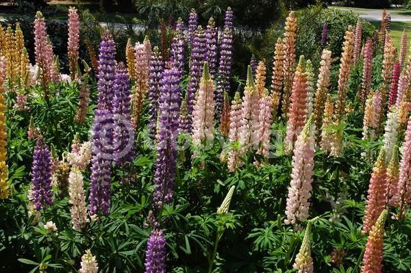 Red blooms; Orange blooms; Yellow blooms; Blue blooms; Purple blooms; White blooms; Pink blooms; Deciduous; Broadleaf; North American Native