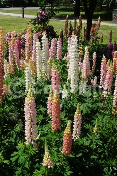 Red blooms; Orange blooms; Yellow blooms; Blue blooms; Purple blooms; White blooms; Pink blooms; Deciduous; Broadleaf; North American Native