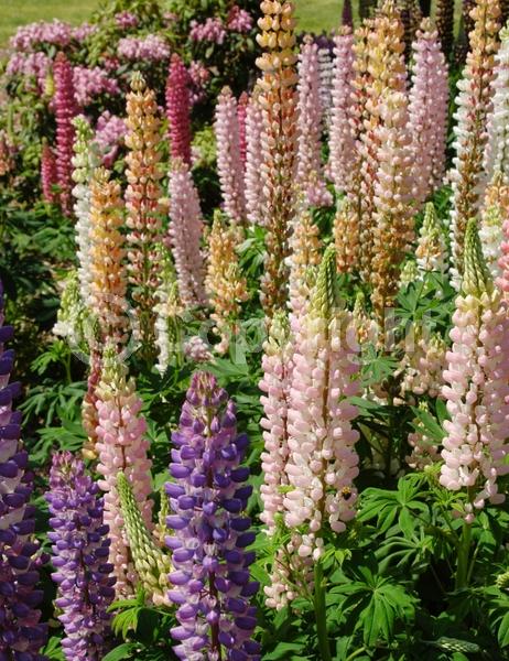 Red blooms; Orange blooms; Yellow blooms; Blue blooms; Purple blooms; White blooms; Pink blooms; Deciduous; Broadleaf; North American Native