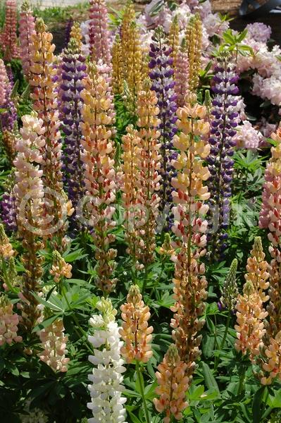 Red blooms; Orange blooms; Yellow blooms; Blue blooms; Purple blooms; White blooms; Pink blooms; Deciduous; Broadleaf; North American Native