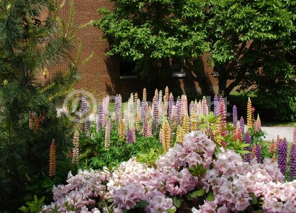 Red blooms; Orange blooms; Yellow blooms; Blue blooms; Purple blooms; White blooms; Pink blooms; Deciduous; Broadleaf; North American Native