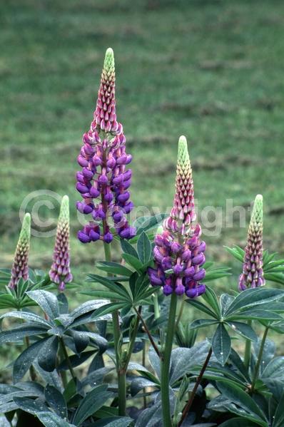 Red blooms; Orange blooms; Yellow blooms; Blue blooms; Purple blooms; White blooms; Pink blooms; Deciduous; Broadleaf; North American Native
