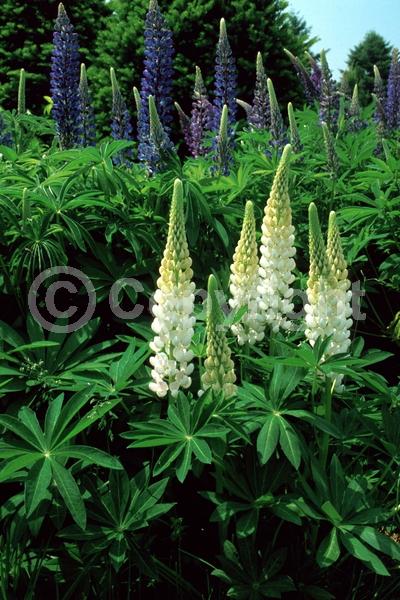 Red blooms; Orange blooms; Yellow blooms; Blue blooms; Purple blooms; White blooms; Pink blooms; Deciduous; Broadleaf; North American Native