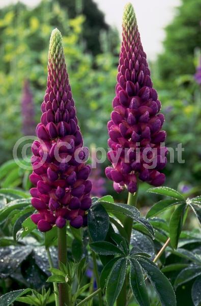 Red blooms; Orange blooms; Yellow blooms; Blue blooms; Purple blooms; White blooms; Pink blooms; Deciduous; Broadleaf; North American Native
