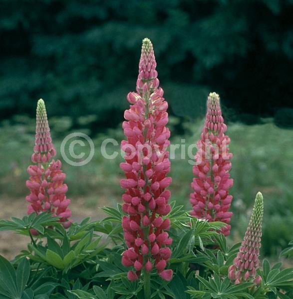 Red blooms; Orange blooms; Yellow blooms; Blue blooms; Purple blooms; White blooms; Pink blooms; North American Native